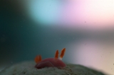 「フジムスメウミウシ」のサムネイル画像