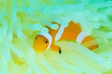 「カクレクマノミ(Western Clown Anemonefish)」のサムネイル画像