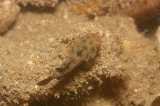 「ピクチャ－ドラゴネット(picture dragonet)」のサムネイル画像
