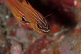 「キンセンイシモチ(Southern orange-lined cardinal fish)」のサムネイル画像