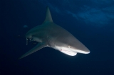 「カマストガリザメ(Blacktip shark)」のサムネイル画像