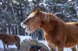 「寒立馬」のサムネイル画像