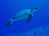 「アオウミガメ(Green turtle)」のサムネイル画像