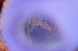 「ホヤカクレエビ属の一種」のサムネイル画像