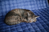 「ネコ」のサムネイル画像