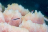 「オレンジヘッドピグミーゴビー(orange-head pygmy-goby)」のサムネイル画像