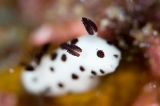 「ブチウミウシ」のサムネイル画像