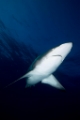 「カマストガリザメ(Blacktip shark)」のサムネイル画像