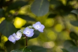 「ガクアジサイ(額紫陽花)」のサムネイル画像