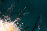 「カゲロウカクレエビ」のサムネイル画像