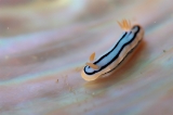 「シライトウミウシ」のサムネイル画像