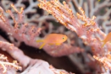 「メラネシアンアンティアス(Meranesian anthias)」のサムネイル画像