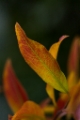 「植物の仲間」のサムネイル画像