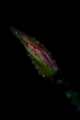 「ダイヤモンドリリー(ネリネ)」のサムネイル画像