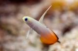 「ハタタテハゼ(Red fire Goby)」のサムネイル画像