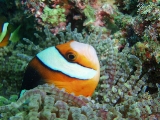 「クマノミ(Anemonefish)」のサムネイル画像