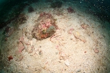 「サンゴとトラギス」のサムネイル画像