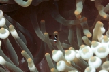 「スパインチークアネモネフィッシュ(spine-cheek anemonefish)」のサムネイル画像