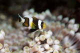 「クマノミ(Anemonefish)」のサムネイル画像