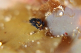 「ツマグロモウミウシ」のサムネイル画像