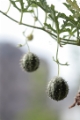 「paddy melon」のサムネイル画像