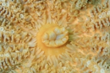 「エゾニチリンヒトデ」のサムネイル画像