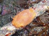 「ダイダイウミウシ」のサムネイル画像