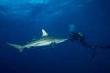 「カマストガリザメ(Blacktip shark)」のサムネイル画像