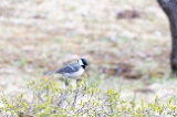 「シジュウカラ」のサムネイル画像