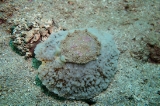 「ヒトエガイ」のサムネイル画像