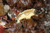 「キイロウミウシ」のサムネイル画像