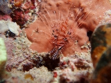 「ネッタイミノカサゴ(Spot-Fin Lionfish)」のサムネイル画像