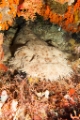 「アラフラオオセ(Tasselled Wobbegong,タッセルド・ウォビゴン)」のサムネイル画像