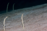 「チンアナゴ(Spotted garden-eel)」のサムネイル画像