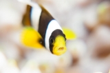 「クマノミ(Anemonefish)」のサムネイル画像