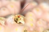 「カンザシヤドカリ(Coral Hermit Crab)」のサムネイル画像