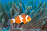 「カクレクマノミ(Western Clown Anemonefish)」のサムネイル画像