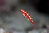 「red-blotched pygmy-goby(レッドブロッチピグミーゴビー)」のサムネイル画像