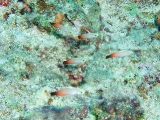 「ハタタテハゼ(Red fire Goby)」のサムネイル画像