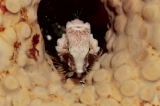 「クチバシカジカ(Grunt Sculpin)」のサムネイル画像