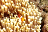 「カクレクマノミ(Western Clown Anemonefish)」のサムネイル画像