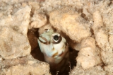 「メガネアゴアマダイ(ring-eye jawfish,リングアイジョーフィッシュ)」のサムネイル画像