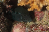 「Reticulate boxfish(レティキュレイトボックスフィッシュ)」のサムネイル画像