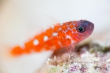 「チゴベニハゼ(Red Pygmy-goby)」のサムネイル画像