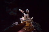 「フリソデエビ(Harlequin shrimp)」のサムネイル画像
