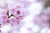 「カワヅザクラ(河津桜)」のサムネイル画像
