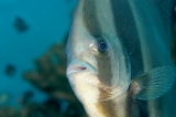 「アカククリ(Long finned batfish,Dusky batfish)」のサムネイル画像