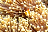 「カクレクマノミ(Western Clown Anemonefish)」のサムネイル画像