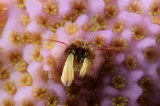 「カンザシヤドカリ(Coral Hermit Crab)」のサムネイル画像