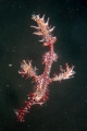 「ニシキフウライウオ(Ghost pipe fish)」のサムネイル画像